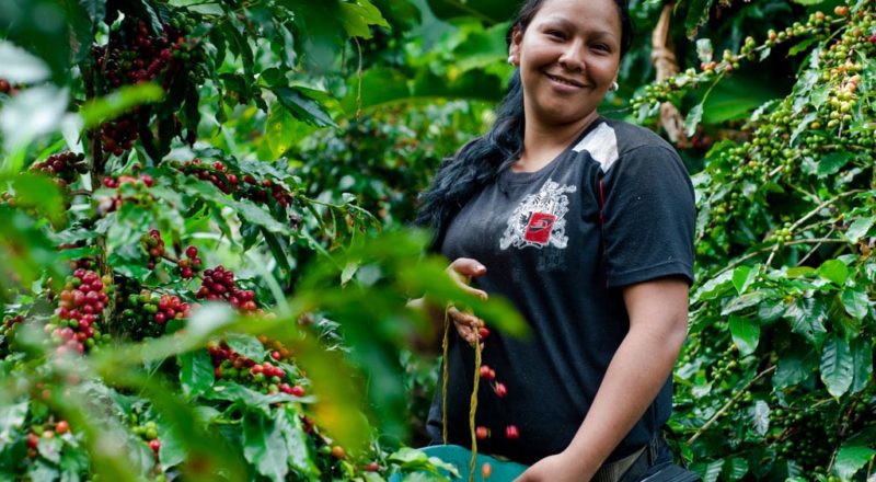 Para Café Matiz, en las fincas cafeteras de Antioquia.