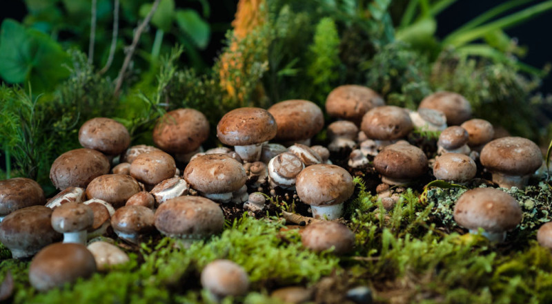 Para Setas de Cuivá. Dirección de arte, Felipe Hernández. Maquillaje, Alejandra Camacho. Asistencia de iluminación, Marcos Tobón.