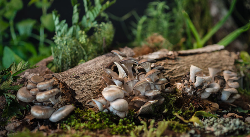 Para Setas de Cuivá. Dirección de arte, Felipe Hernández. Maquillaje, Alejandra Camacho. Asistencia de iluminación, Marcos Tobón.